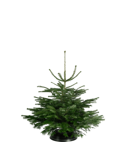 Tannenbaum "Karl" (KW51 - 16.12. – 21.12.2024)